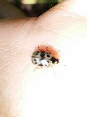 Chrysomela mainensis