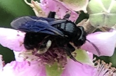 Anthophila