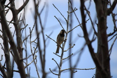 Passer domesticus