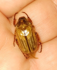 Amphimallon solstitiale