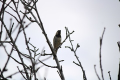 Passer domesticus