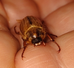 Amphimallon solstitiale