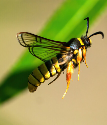 Lunar Hornet Moth