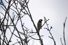 Passer domesticus