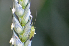 Calocoris