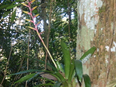 Vriesea psittacina