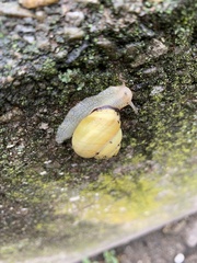 Cepaea nemoralis
