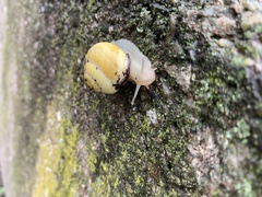 Cepaea nemoralis