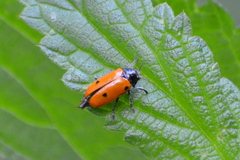 Clytra quadripunctata