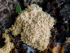 Fuligo septica candida
