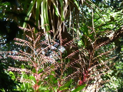 Vriesea philippocoburgi