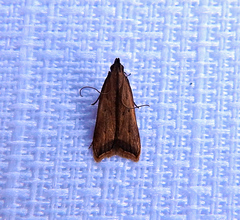 Dichomeris heriguronis