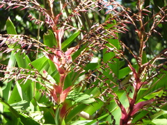 Vriesea philippocoburgi