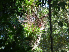 Vriesea philippocoburgi