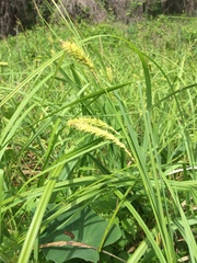 Carex hyalinolepis