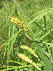 Carex hyalinolepis