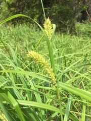 Carex hyalinolepis