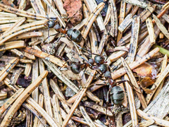 Formica lugubris