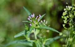 Collomia linearis