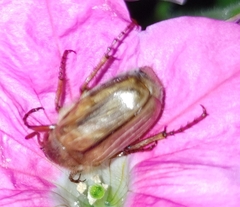 Amphimallon solstitiale