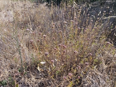 Monardella purpurea