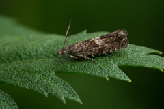 Dichrorampha agilana