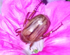 Amphimallon solstitiale