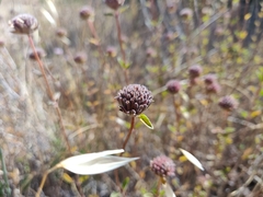 Monardella purpurea