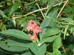Miconia melastomoides