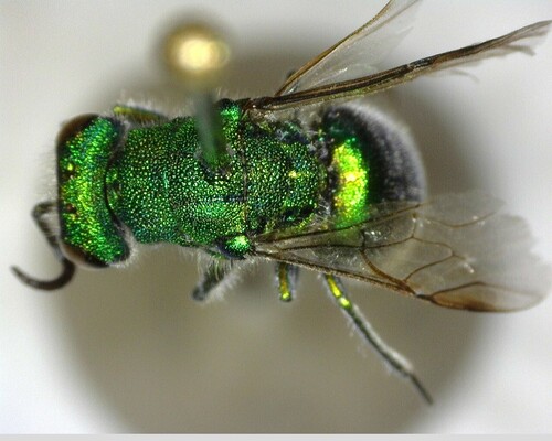 iNaturalist observation photo of Chrysura