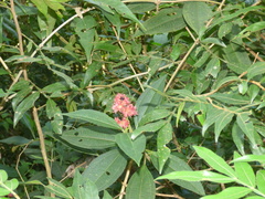 Miconia melastomoides