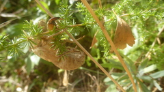 Lyristes plebejus