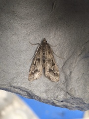 Parapoynx obscuralis