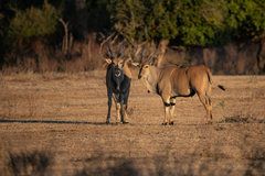 Tragelaphus oryx livingstonii