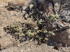 Monardella purpurea