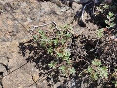 Monardella purpurea