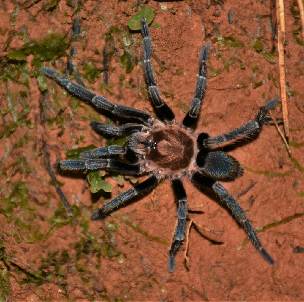 Trinidad Pink Tarantula