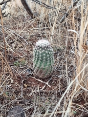 Echinocereus pectinatus rutowiorum