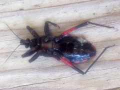 Microtomus purcis