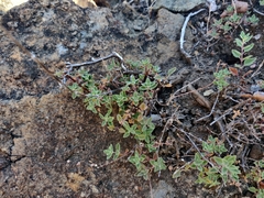 Monardella purpurea