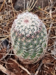 Echinocereus pectinatus rutowiorum