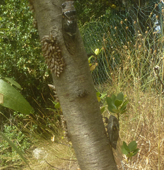 Lyristes plebejus