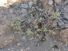 Monardella purpurea