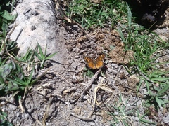 Phyciodes graphica graphica