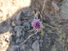 Monardella purpurea