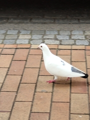 Columba livia domestica