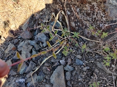 Monardella purpurea