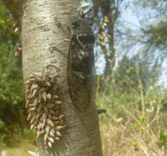 Lyristes plebejus
