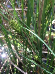 Carex striata