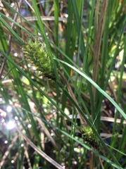 Carex striata